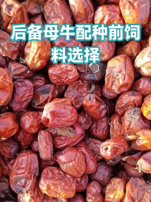 后备母牛配种前饲料选择